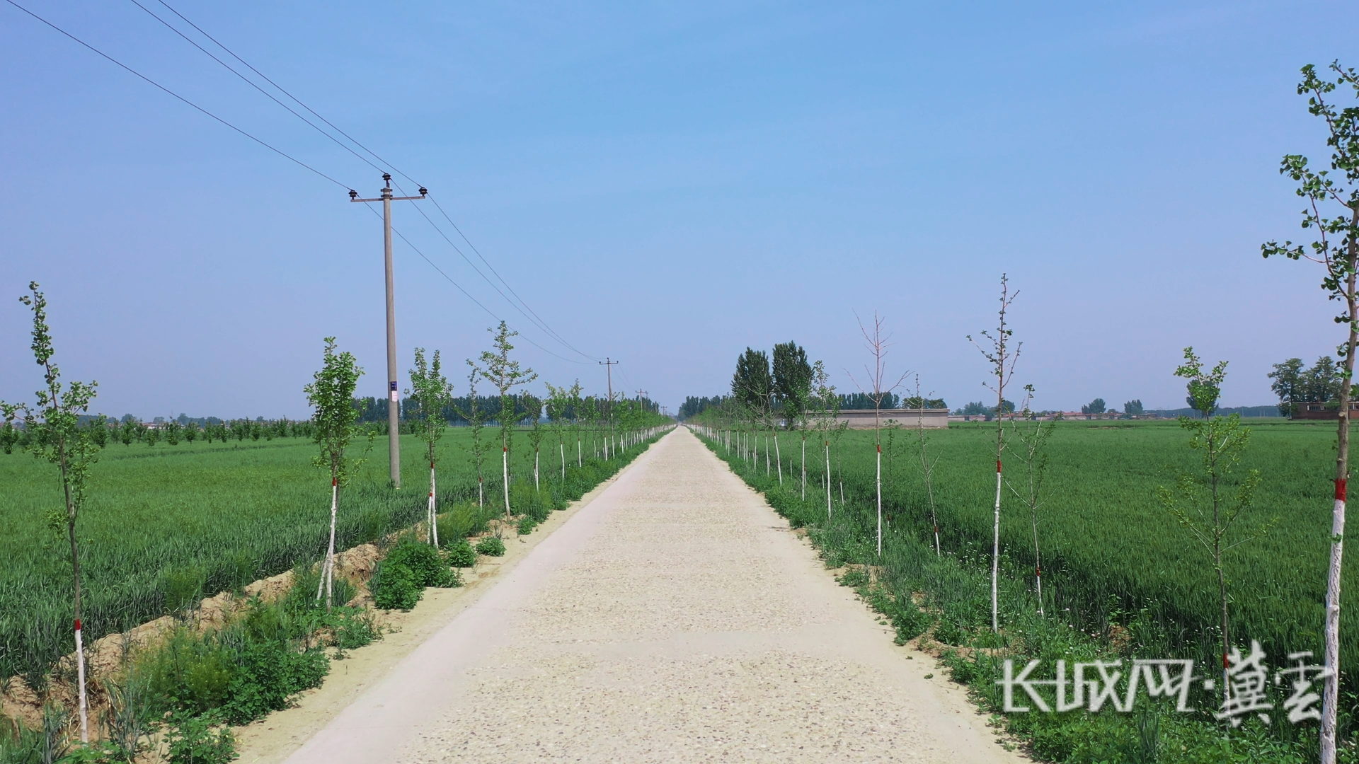 田间道路两侧栽植银杏树.