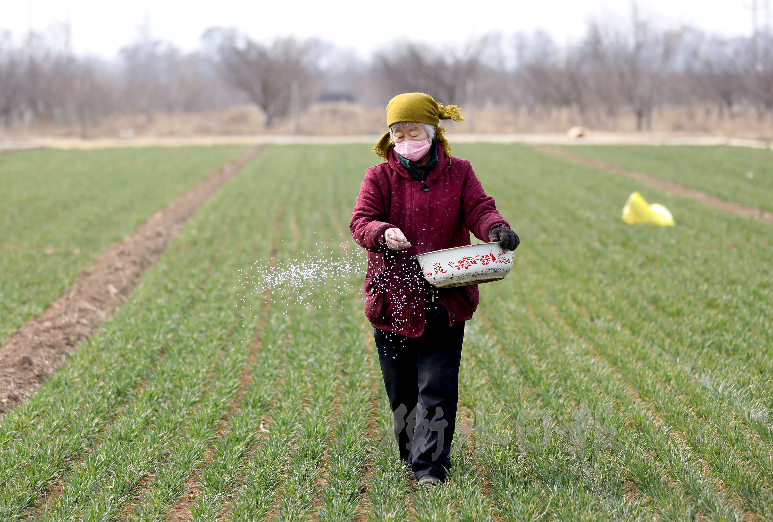 衡水市高新区大麻森乡农民在田间忙碌.