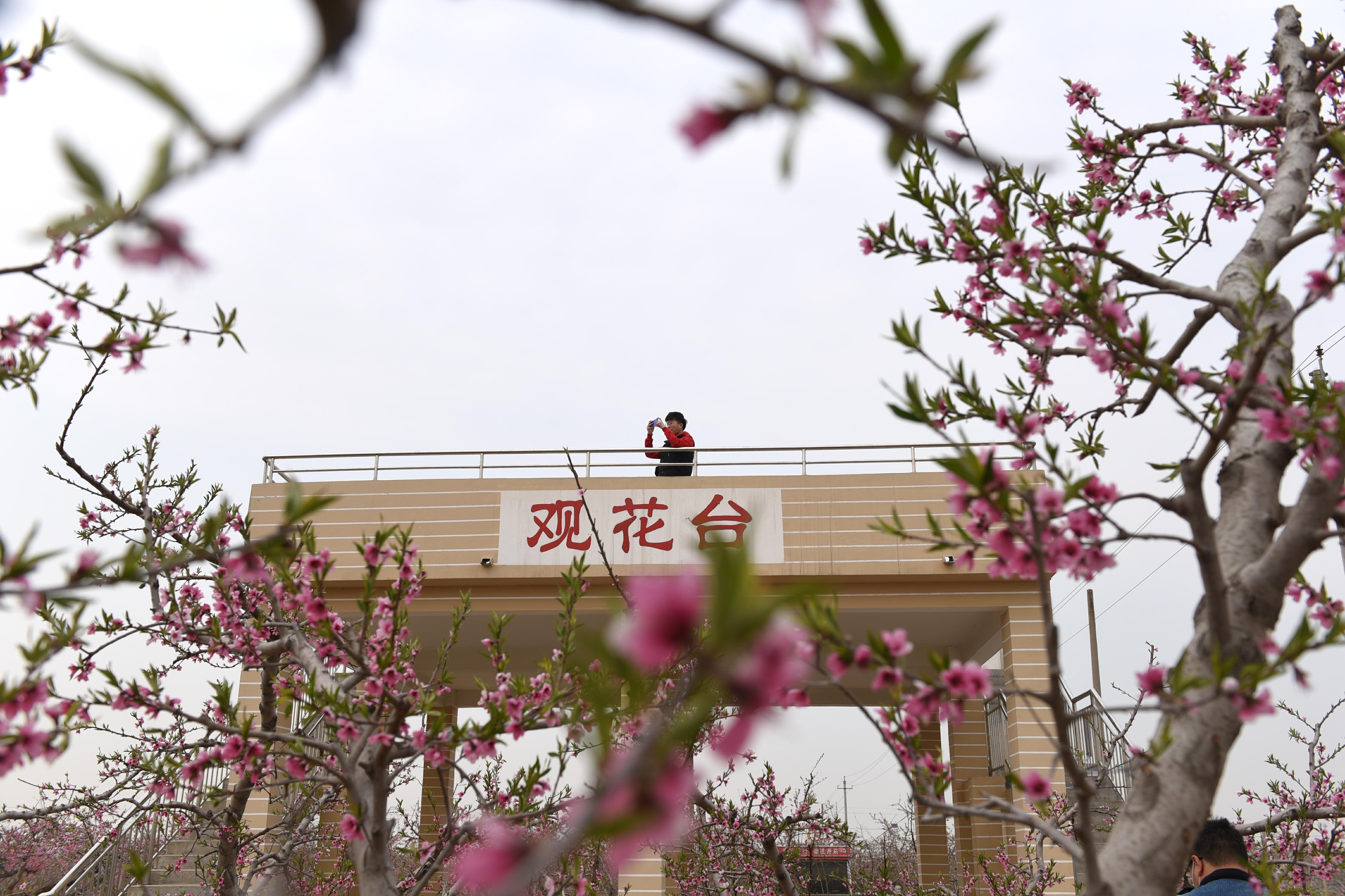 北京植物园：桃花盛开，桃花节即将开幕