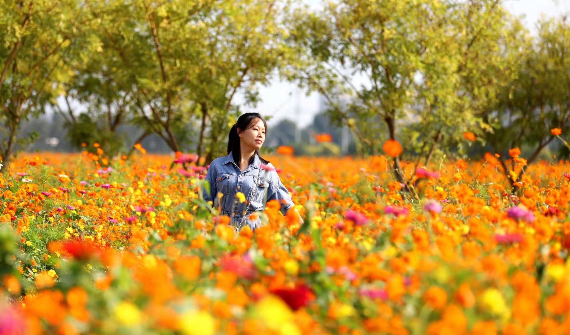 秋景如画 衡水湖景区4000亩花海绚烂绽放