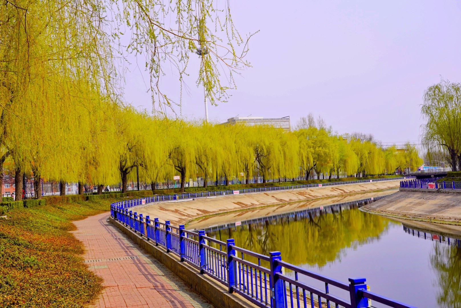 衡水枣强春来柳绿好风光