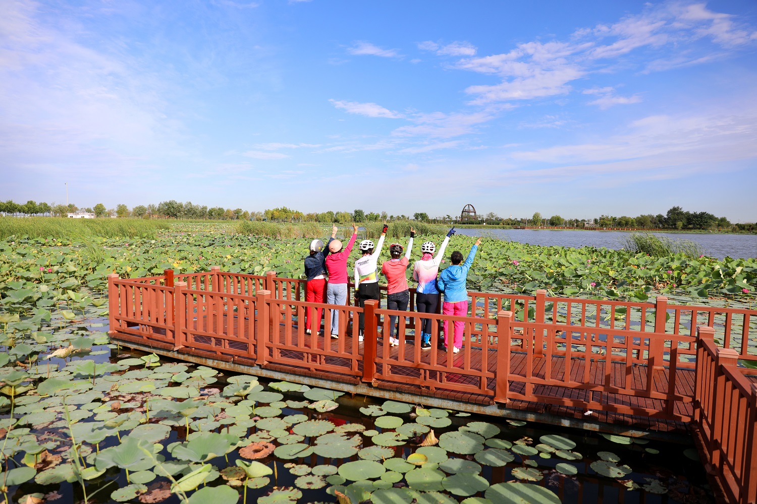 荷花園,溼地公園,馬拉松廣場在創建衡水湖國家5a級旅遊景區中的蝶變