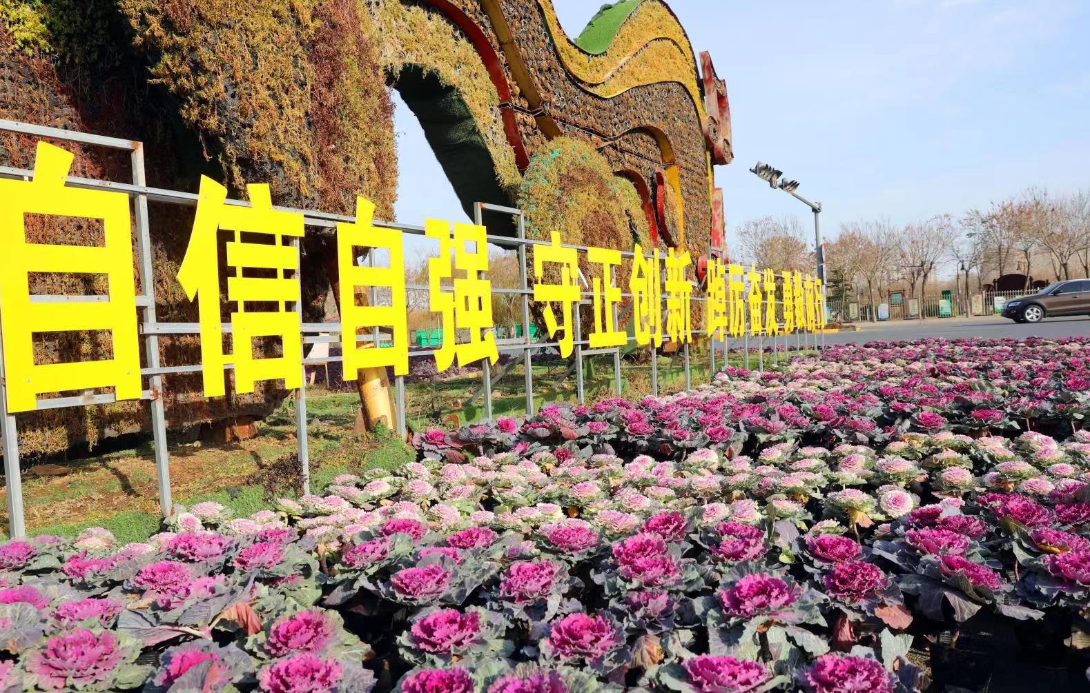6720万株羽衣甘蓝装扮衡水城区街头