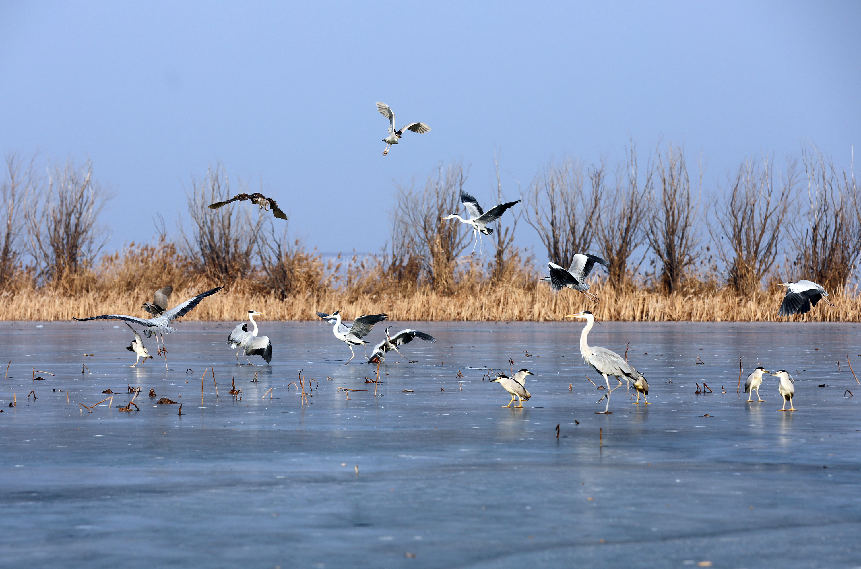 在衡水湖荷花园附近,一群鹭科鸟类在冰封的湖面上或悠闲漫步,或腾空