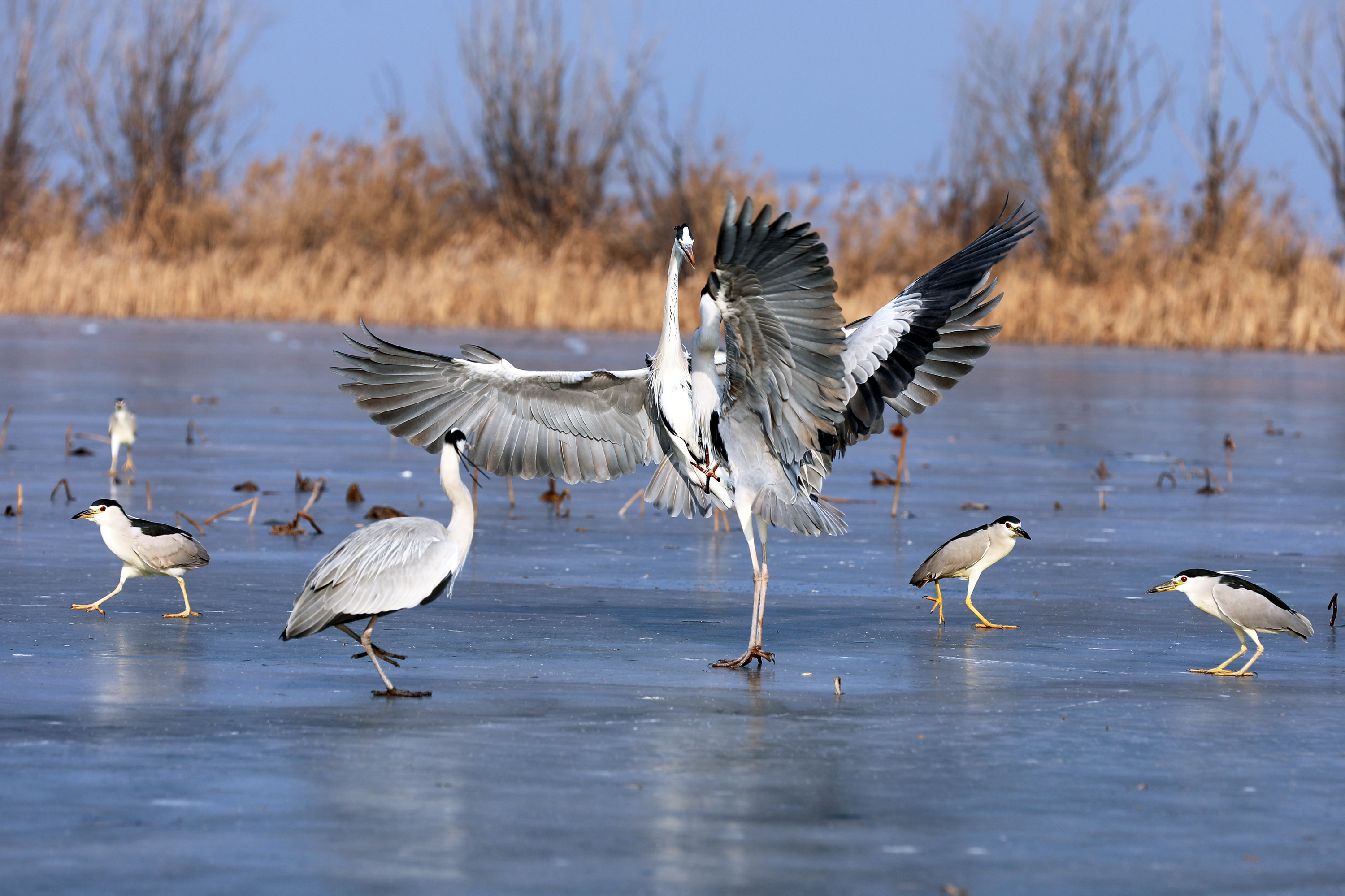 在衡水湖荷花园附近,一群鹭科鸟类在冰封的湖面上或悠闲漫步,或腾空