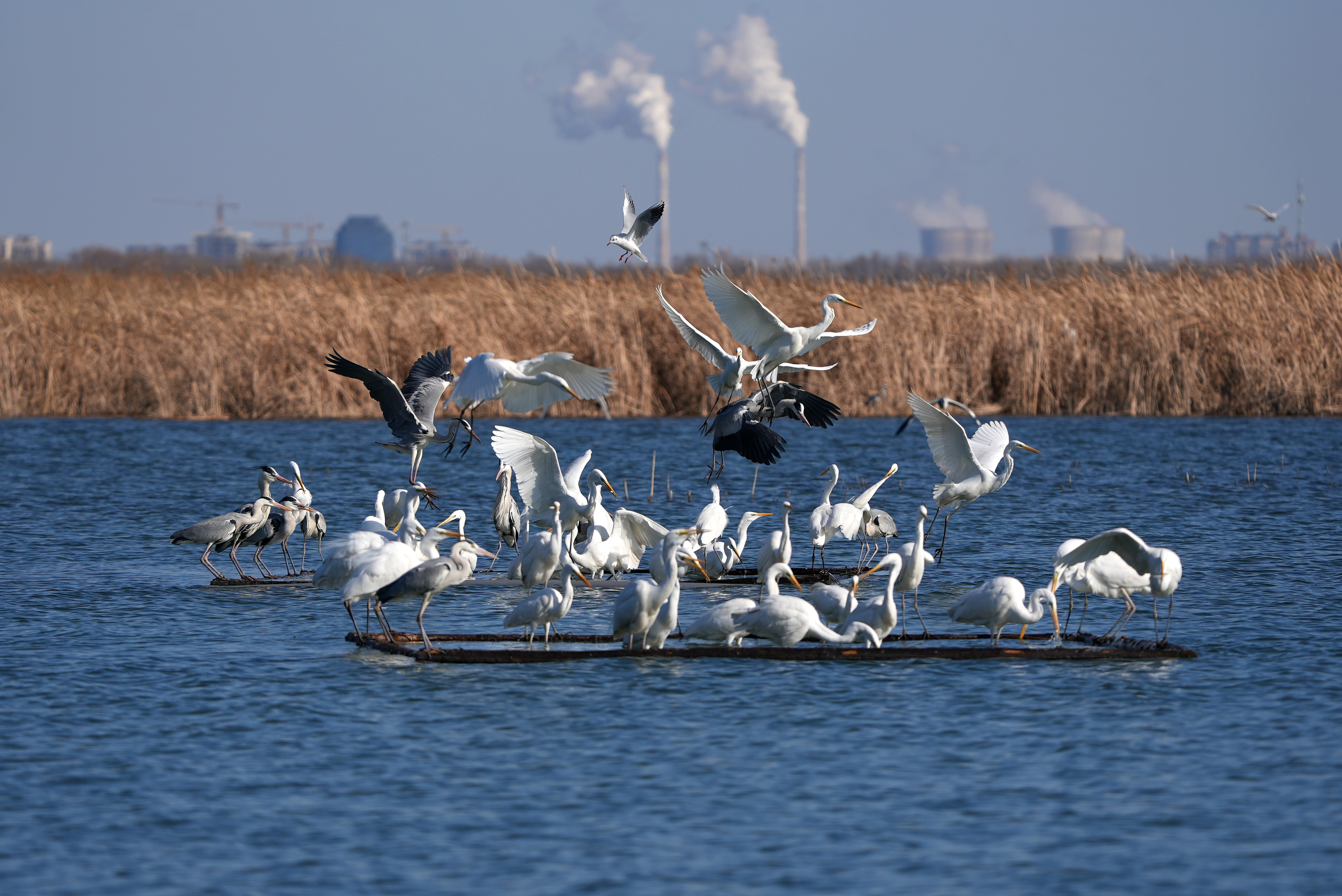 衡水湖身边实景数字ppt演示为小学生普及野生动植物知识