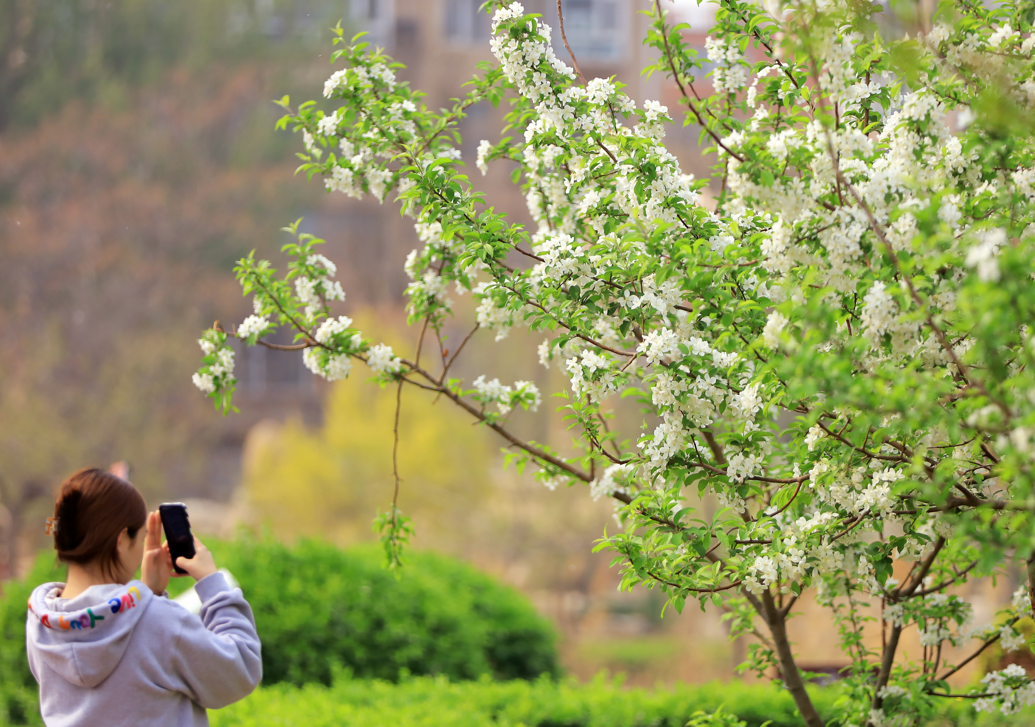 衡水怡水公园花开春意浓