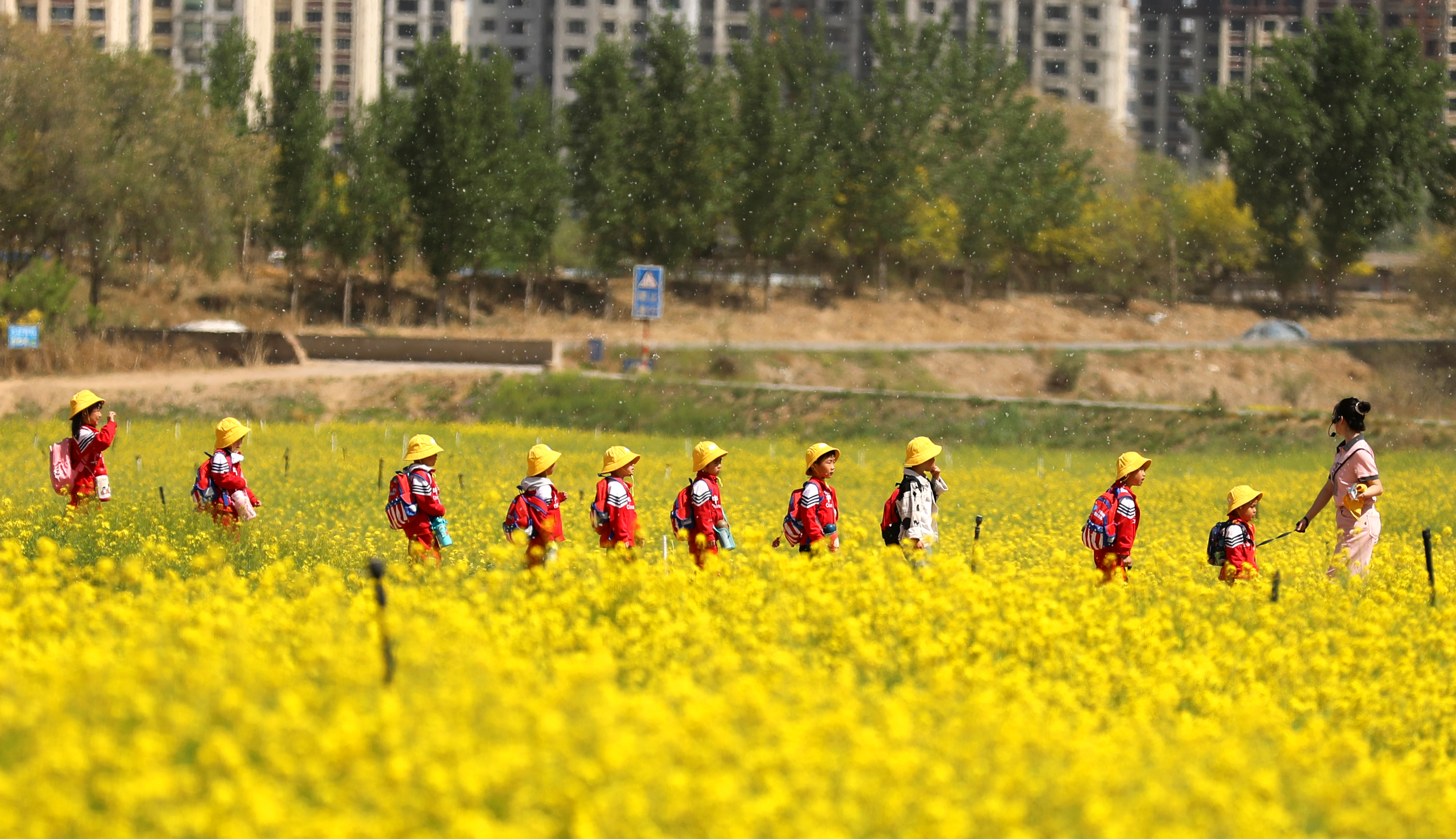 衡水大地花海油菜花盛开迎客来