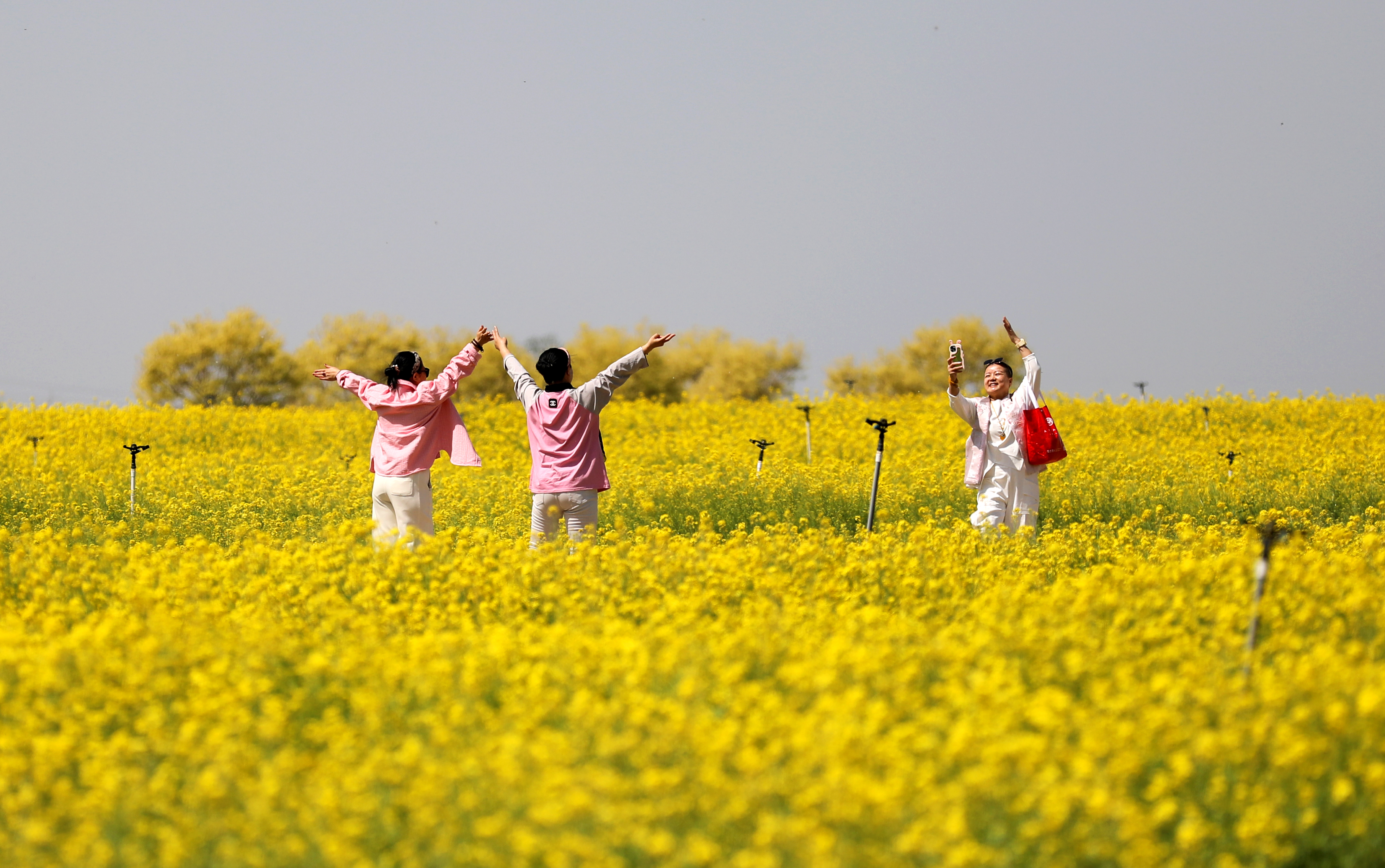 衡水大地花海油菜花盛开迎客来