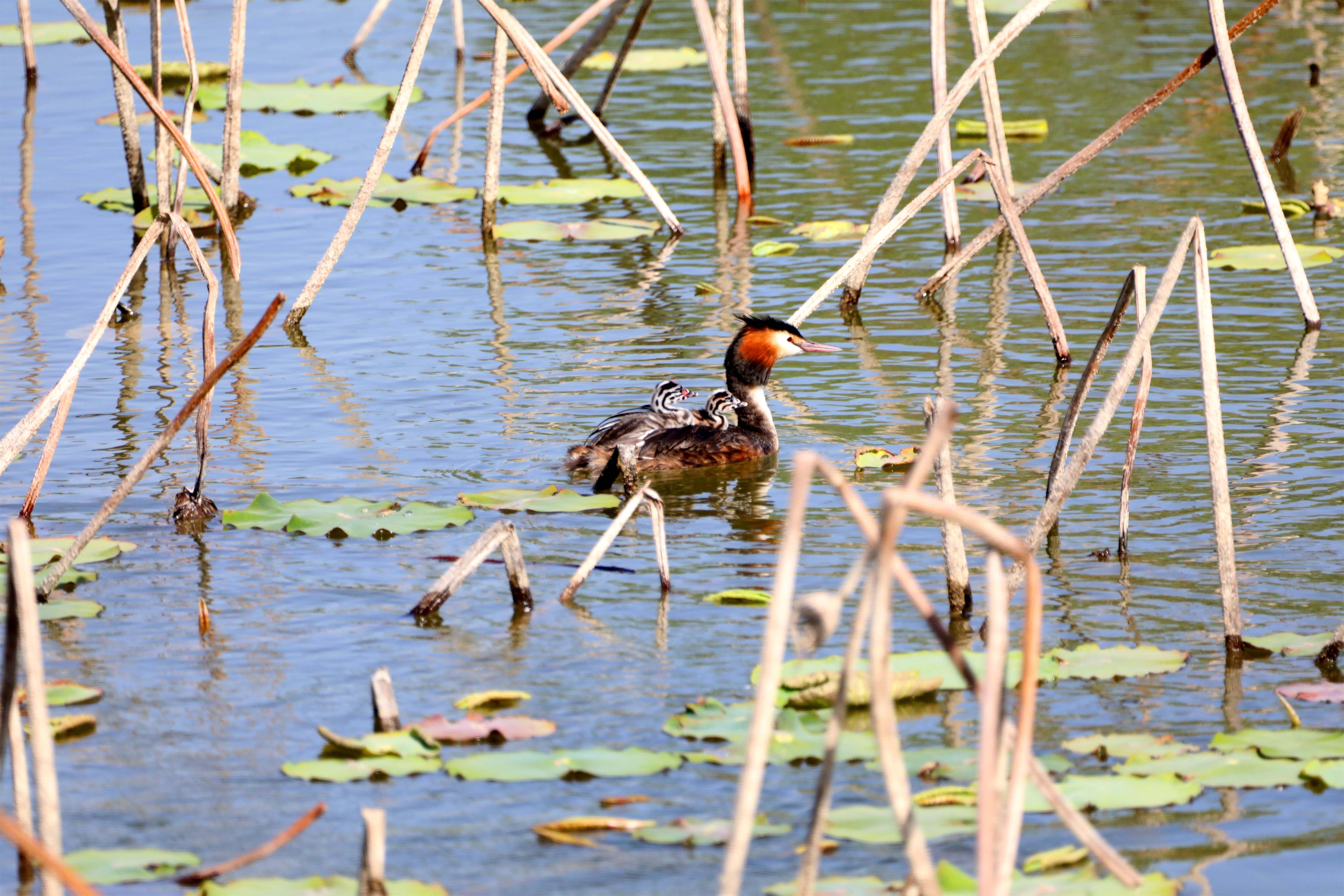 衡水湖:凤头䴙䴘筑巢繁殖忙