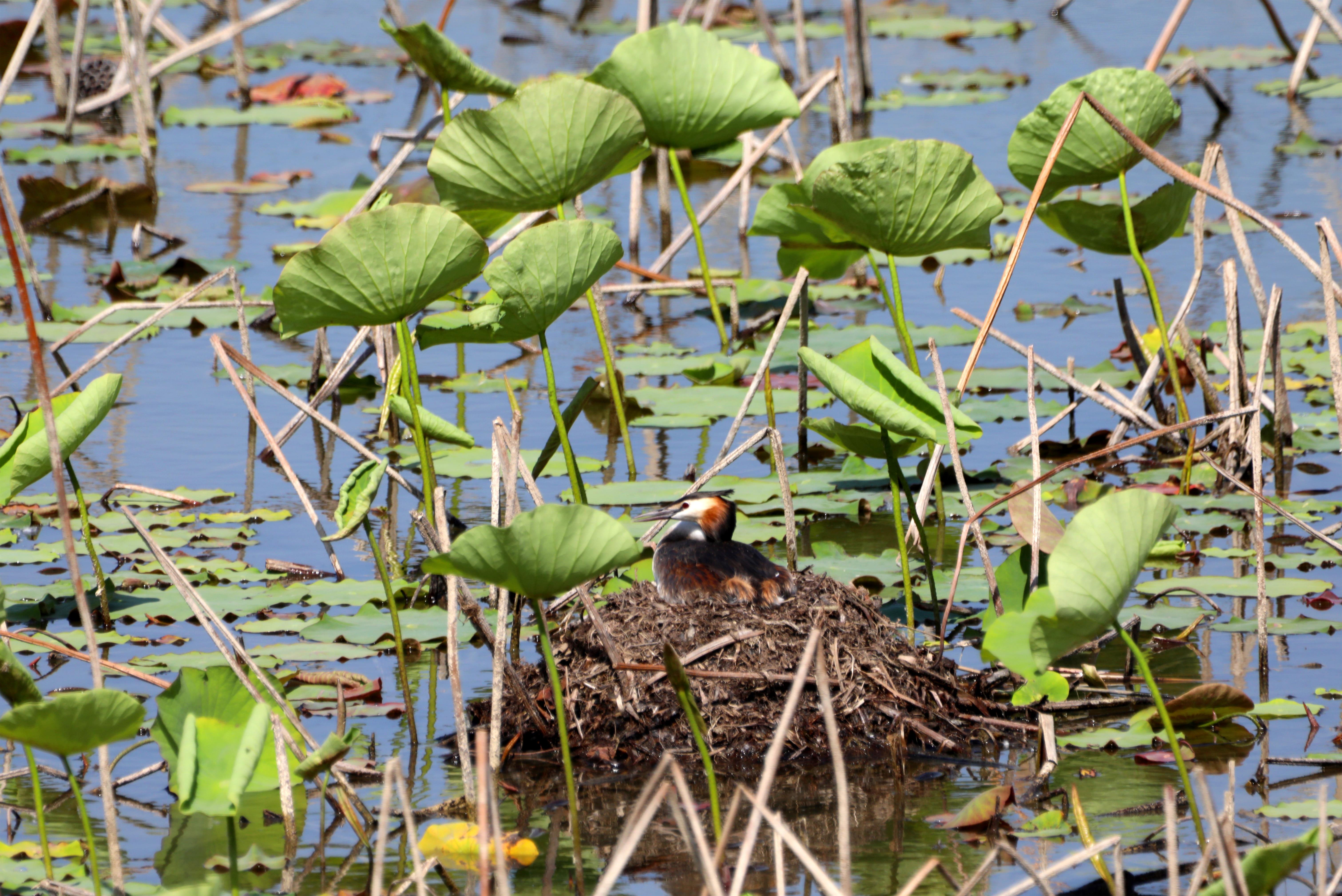 衡水湖:凤头䴙䴘筑巢繁殖忙