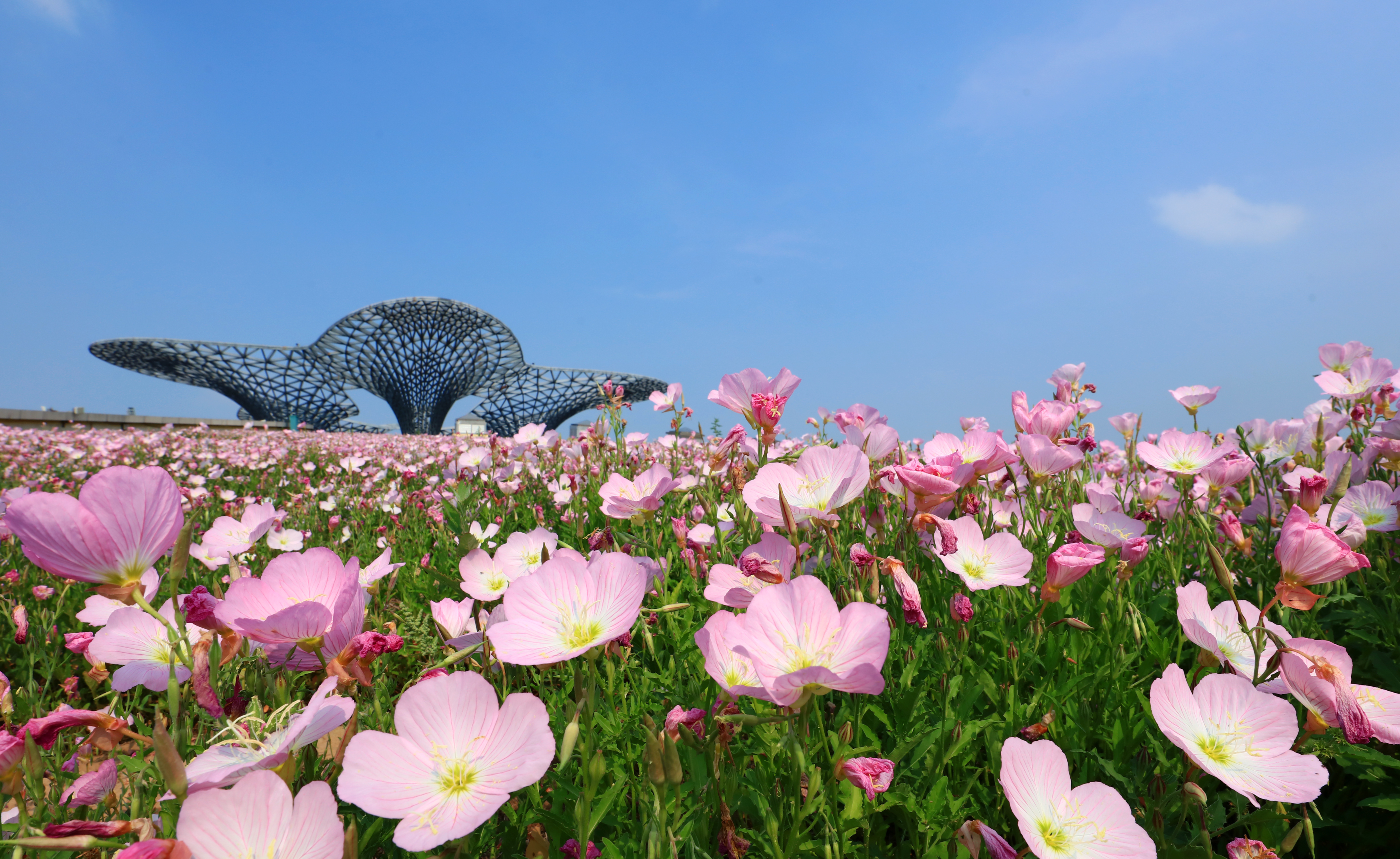 衡水园博园 初夏时节美景如画