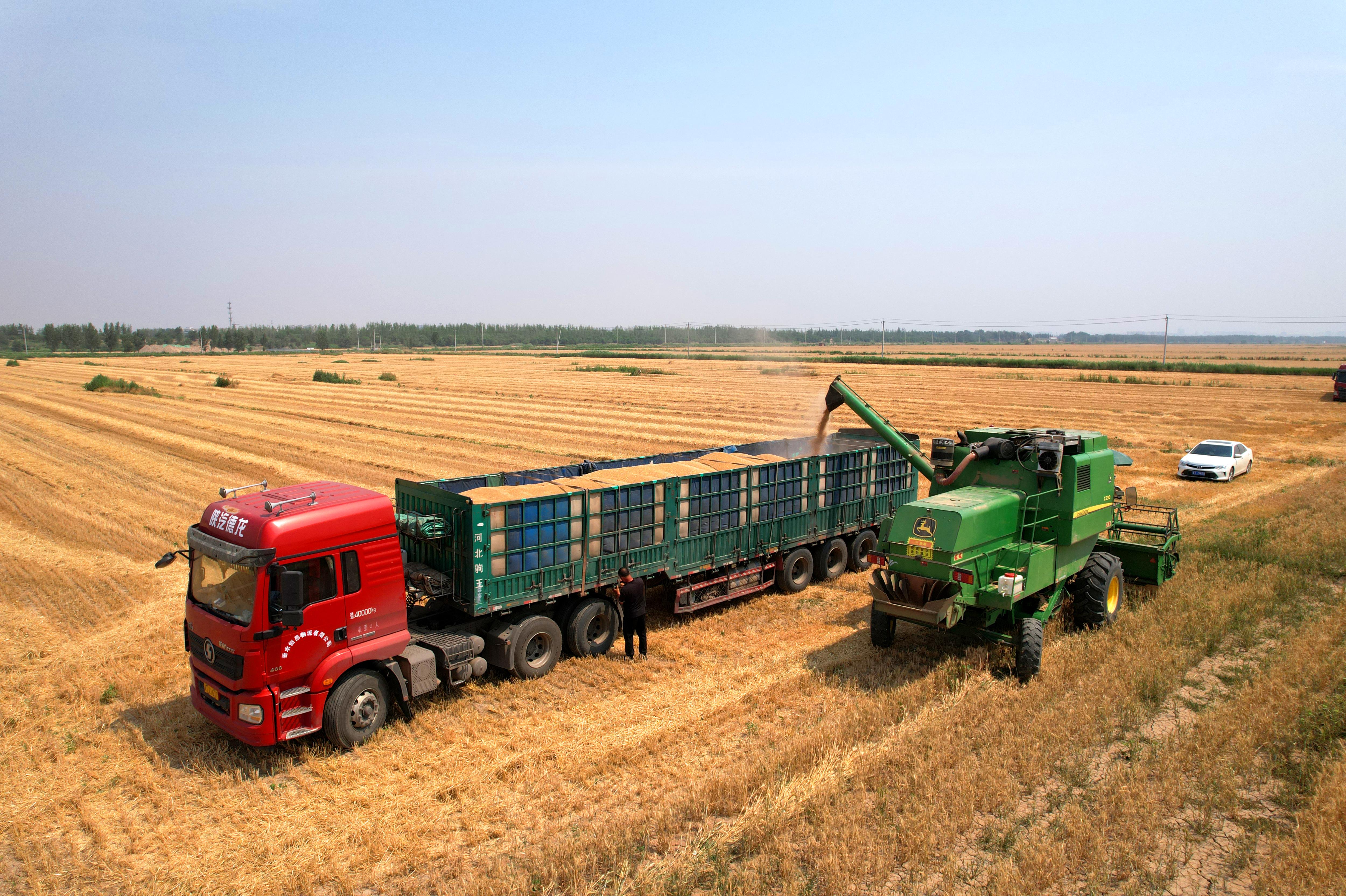 衡水:麦收正当时 田间好"丰"景