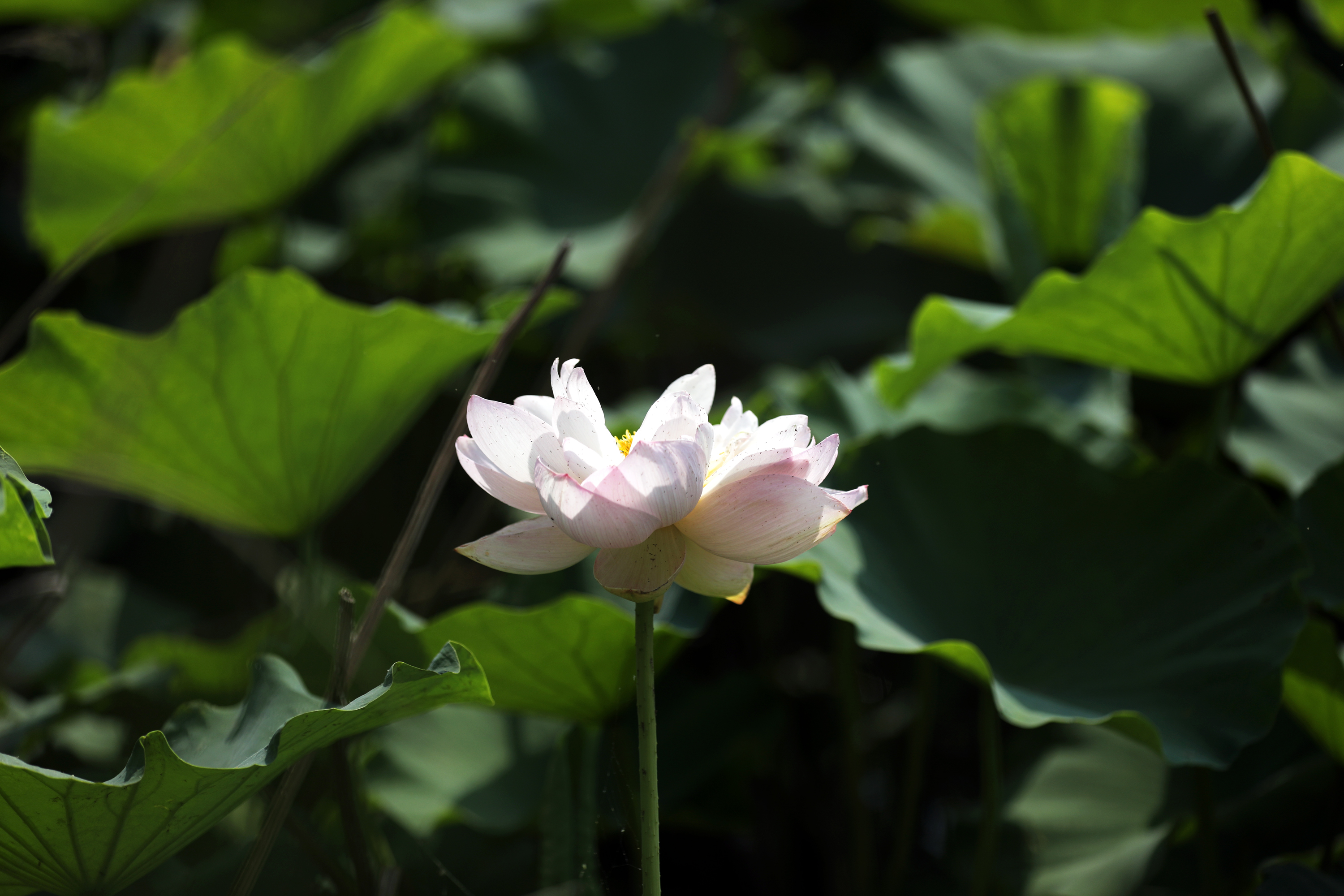 湖泊荷花真实风景图片图片