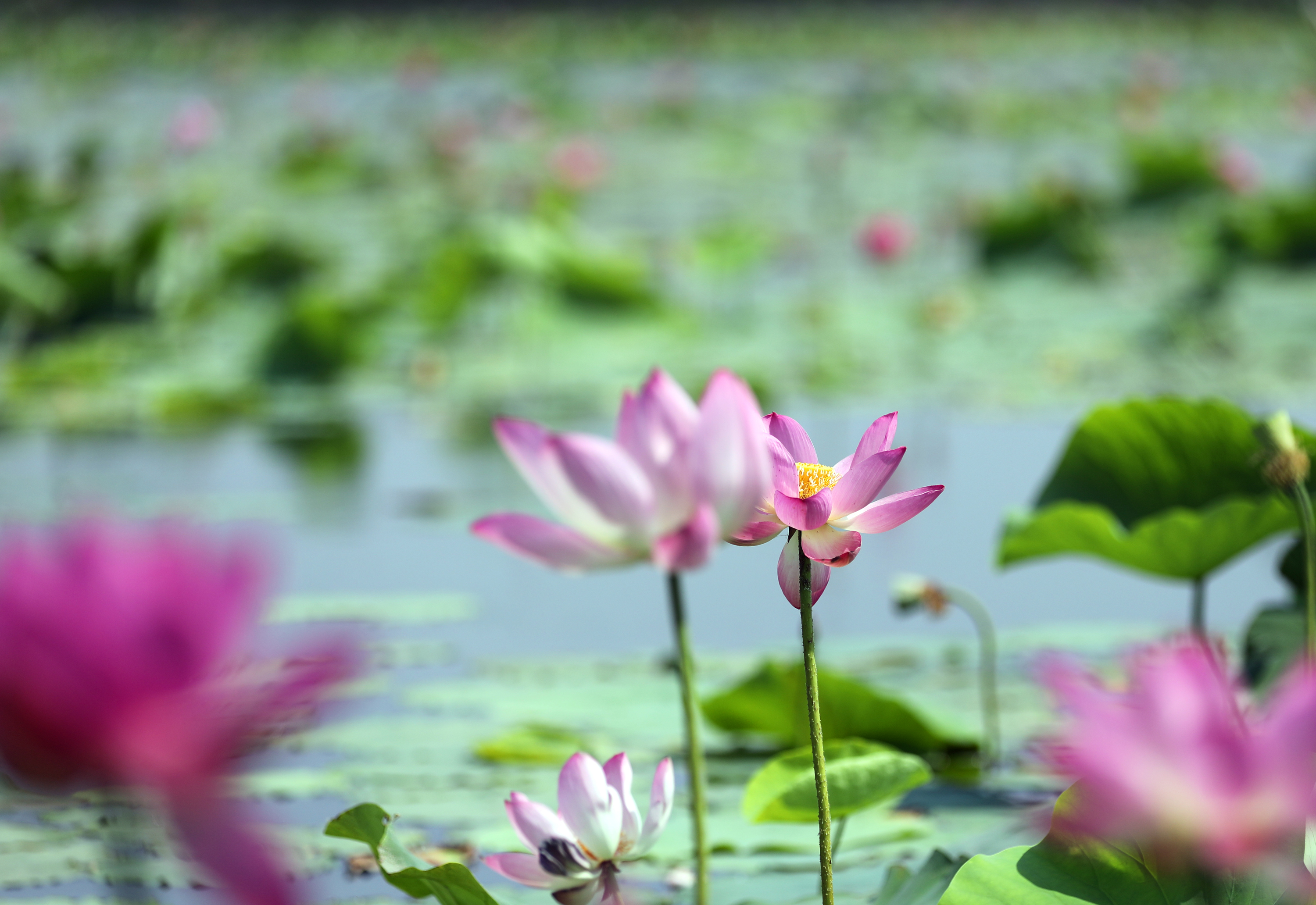 湖水与荷花风景图片图片