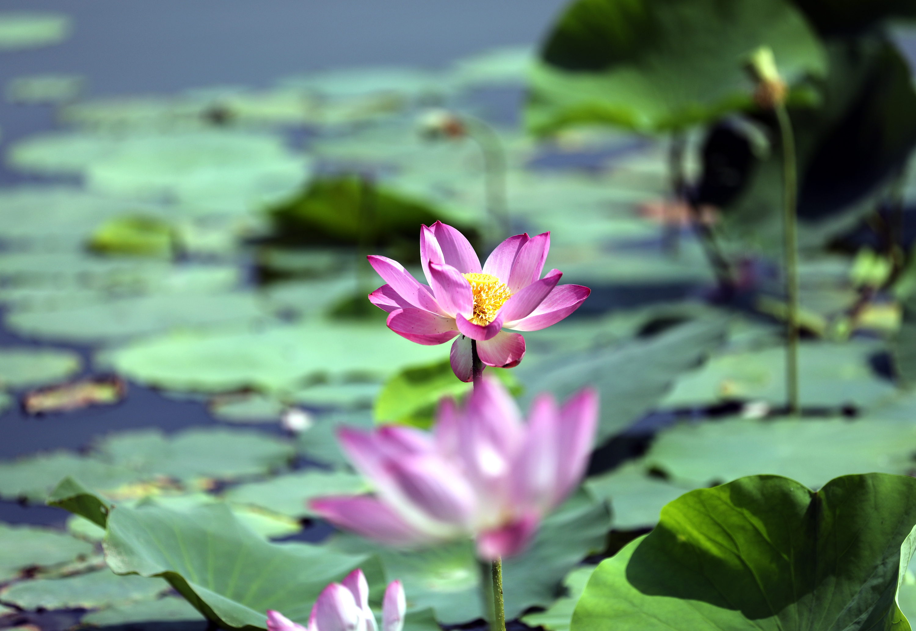 湖水与荷花风景图片图片