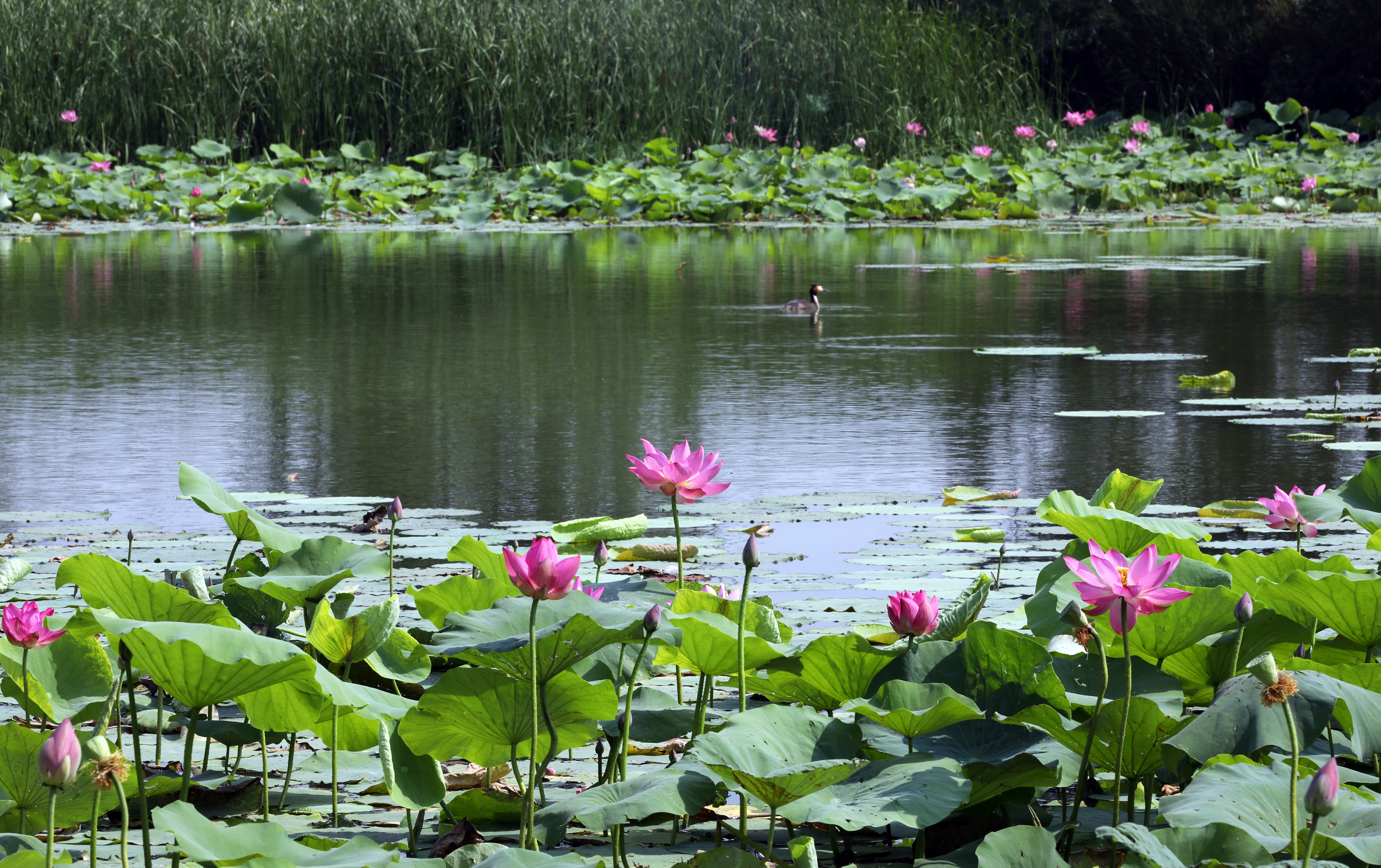 湖水与荷花风景图片图片