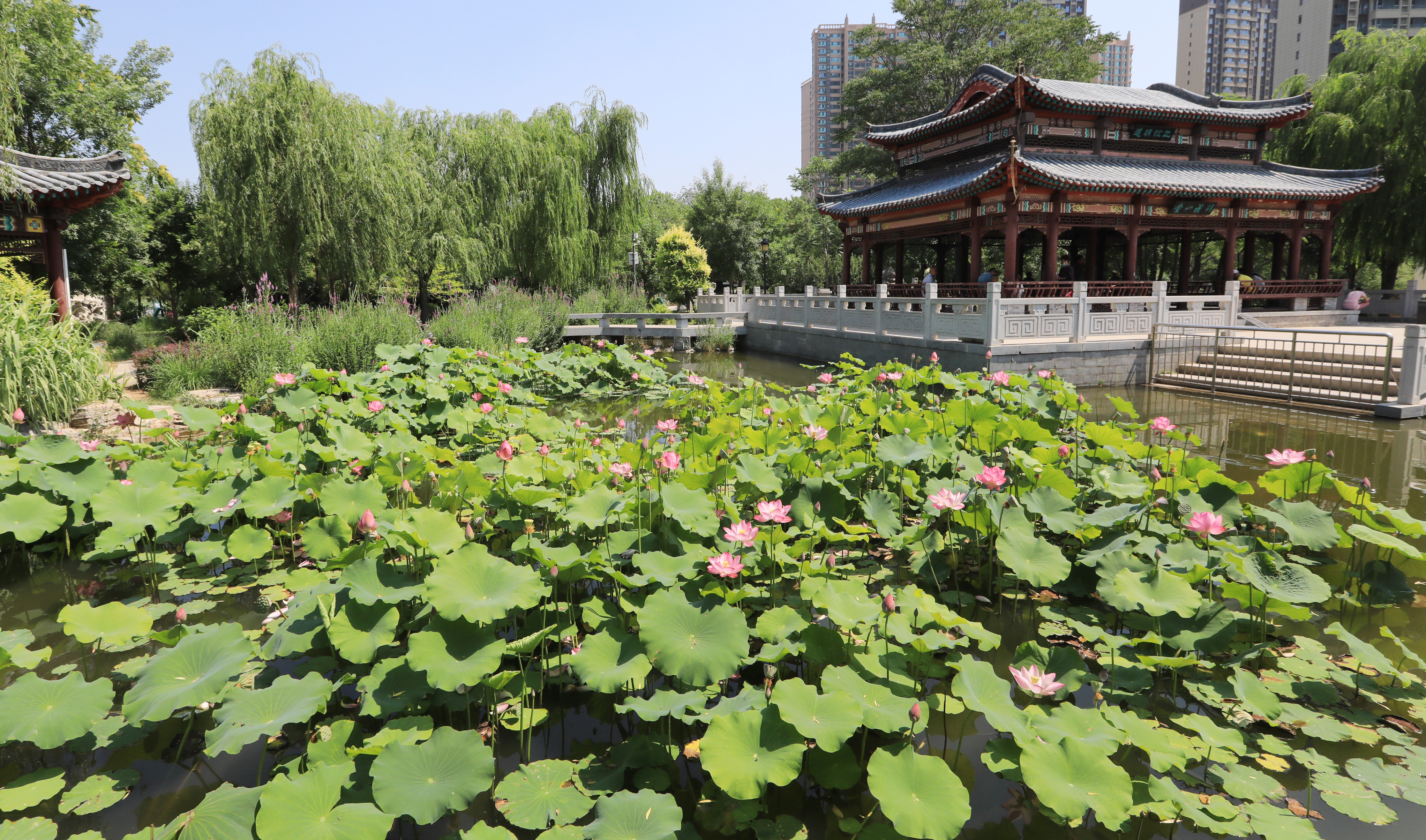 河北衡水 人民公园  夏日好光景