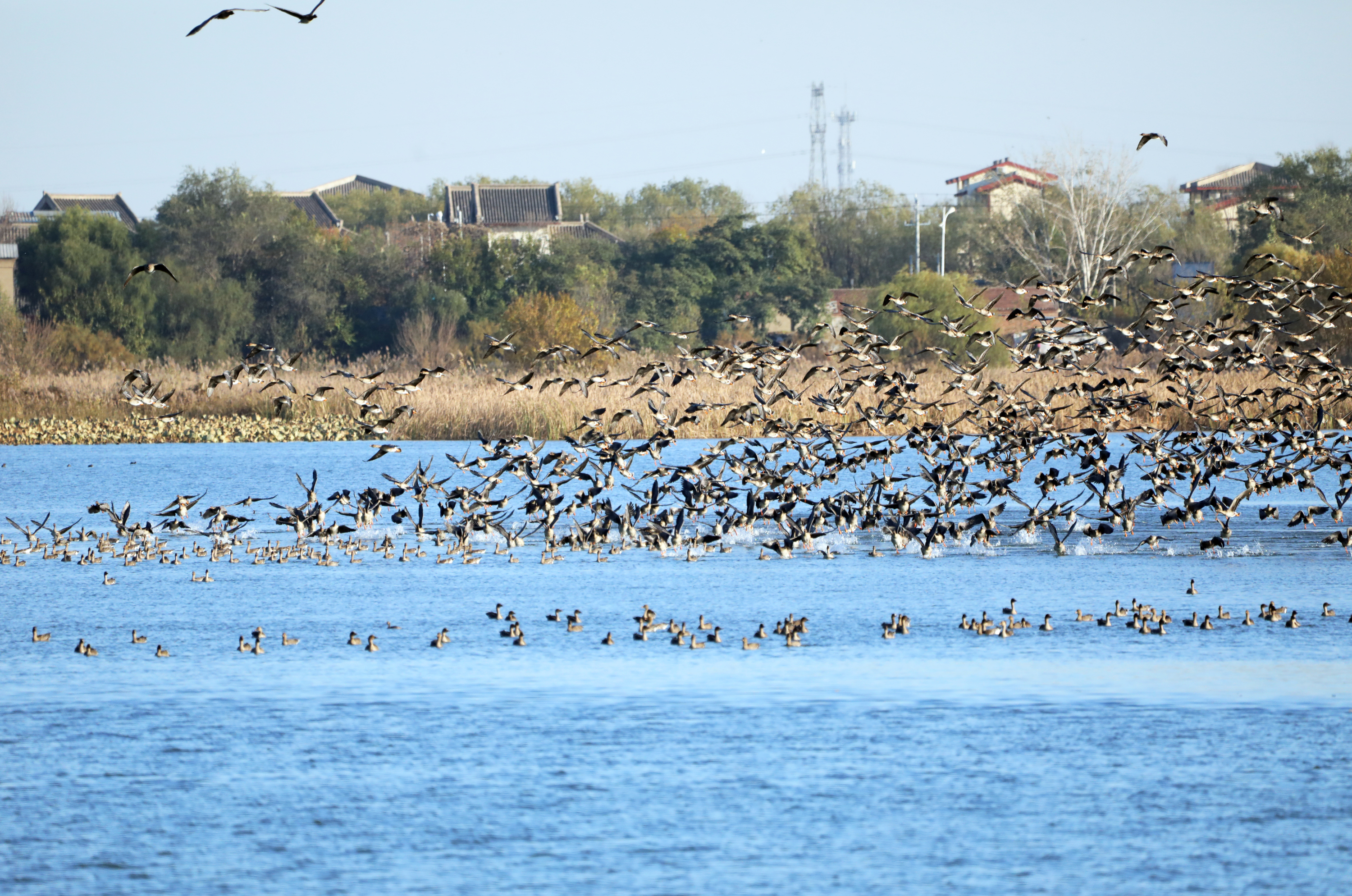 衡水湖入选河北省首批"鸟类天堂"名单