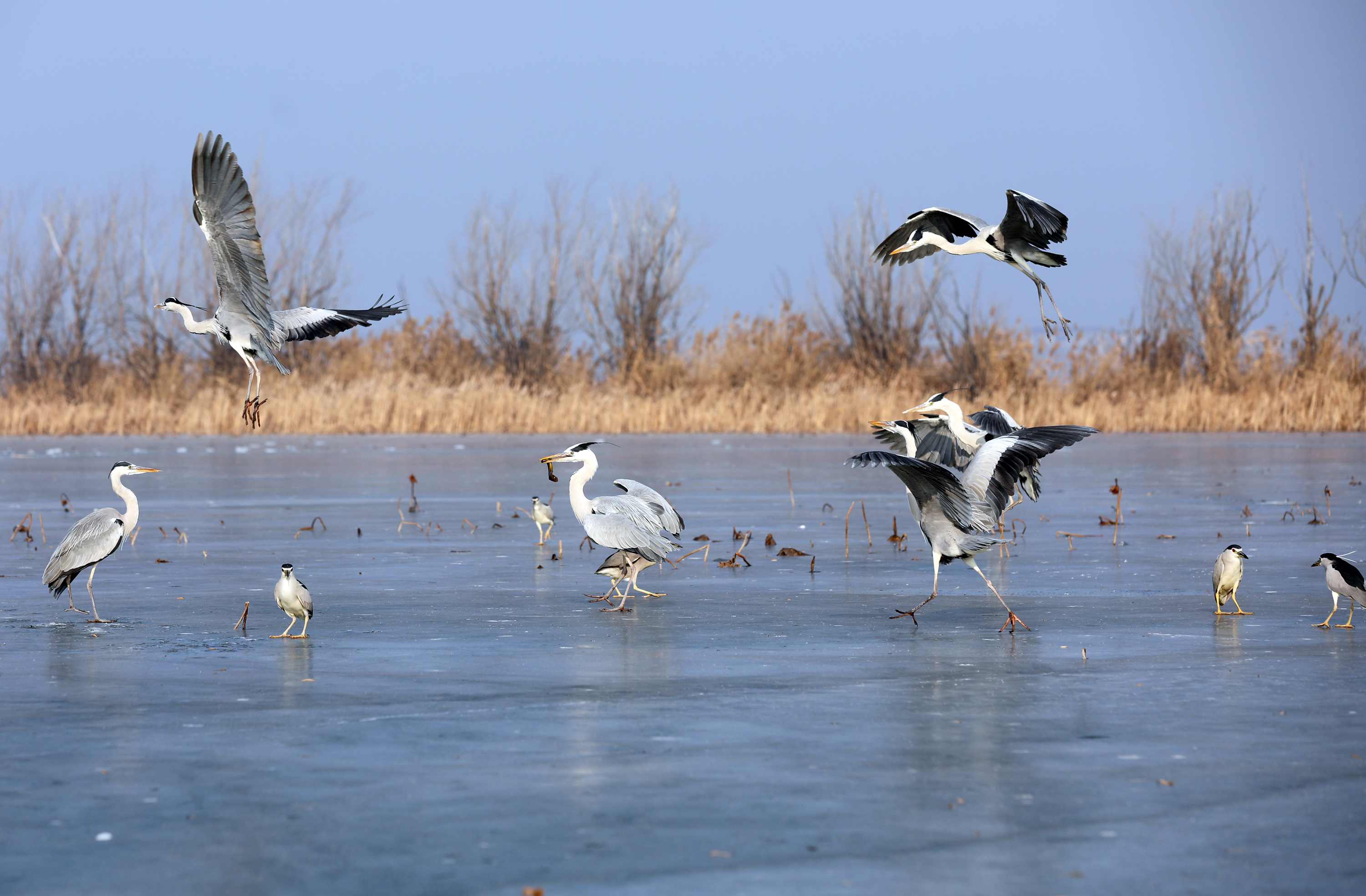 衡水湖入选河北省首批"鸟类天堂"名单